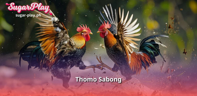 What is Thomo Sabong?